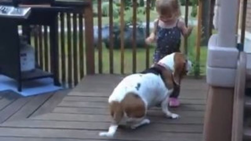 Köpeğin bebeği güldürme çabası İZLE