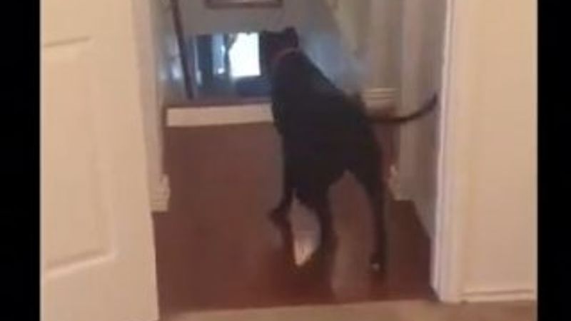 Kapı fobisinden geri giderek kurtulan pitbull