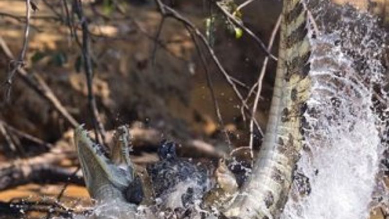 Timsah avcısı jaguar iş başında