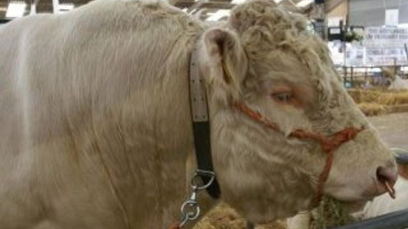 Eşcinsel eğilimler gösteren boğa mezbahaya gönderildi