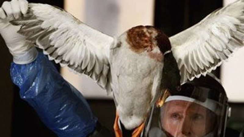 İngiltere'de kuş gribi alarmı