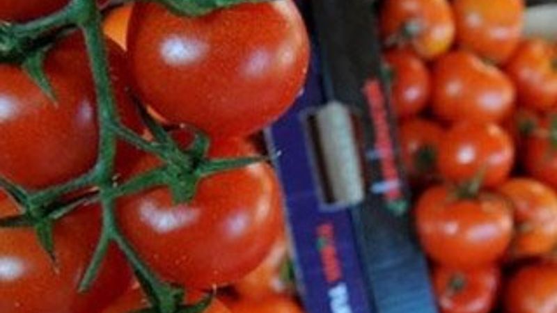 Silifke'den 3 ülkeye domates ihracı