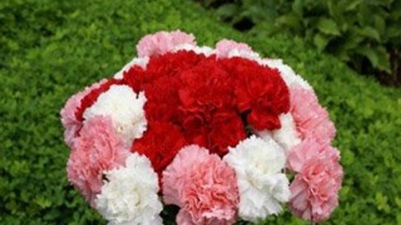 Karanfil de Türk malı olacak