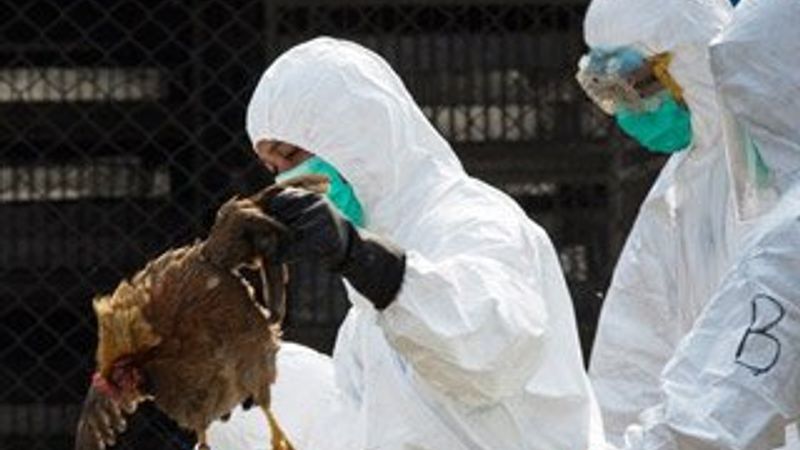 Hollanda’da kuş gribi vakaları