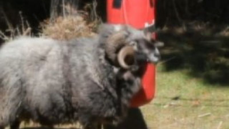 Koçun kum torbası ile imtihanı