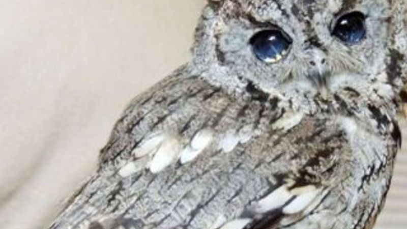 Uzay gözlü baykuş görenleri hayran bıraktı
