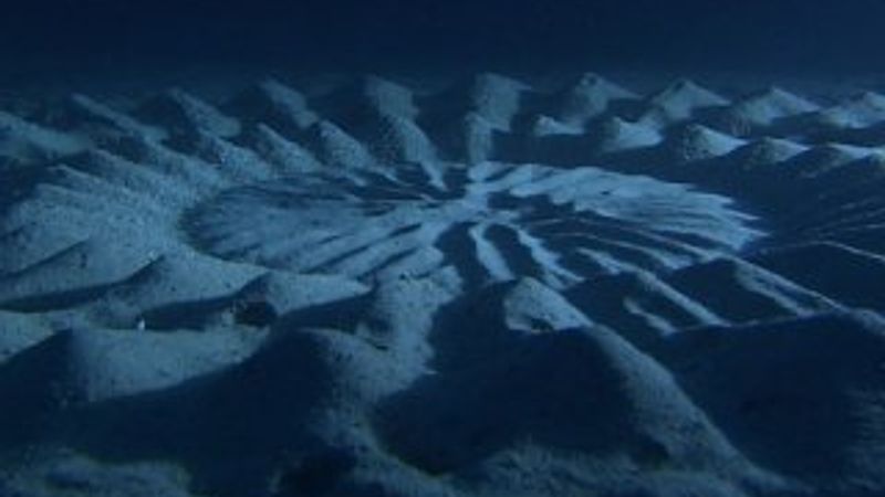 Kirpi balığının sualtındaki muhteşem sanatı