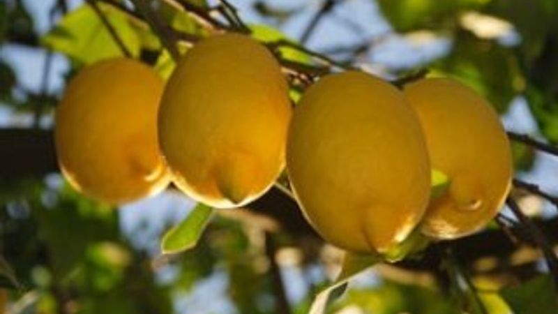 Limonun fiyatı 75 kuruşa düştü