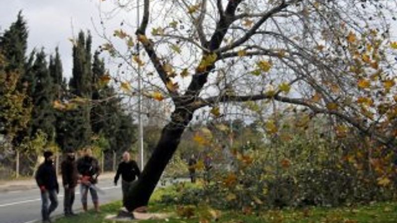 Yalova Belediyesi 180 ağaç kesti