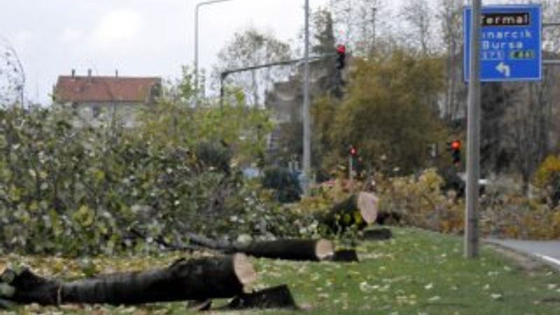Atatürk Yalova'daki ağacın kesilmesini engellemişti