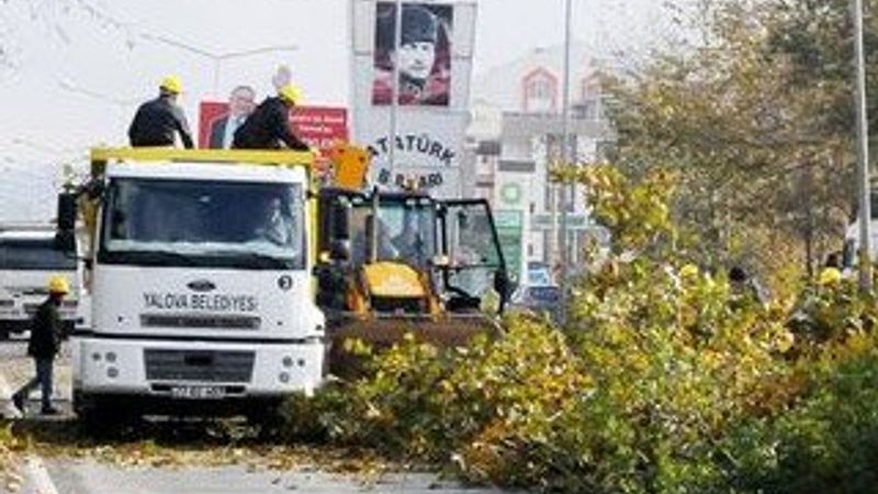 Yalova'da kesilen 180 ağacın ardından..