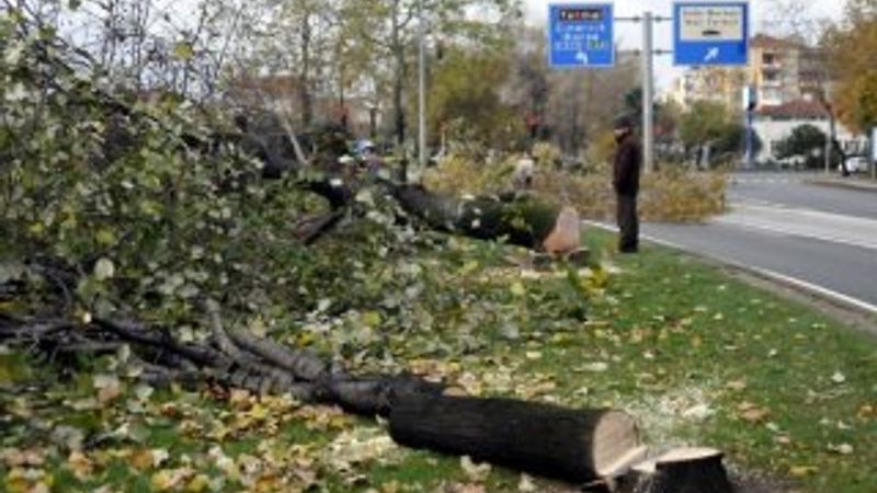 Vefa Salman daha önce ağaç kesenlere tepki göstermişti