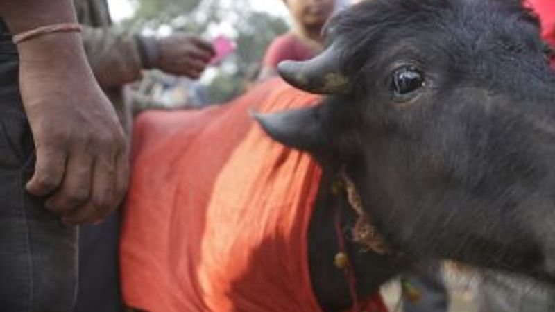 Nepal'de dini festivalde yüz binlerce hayvan kesildi