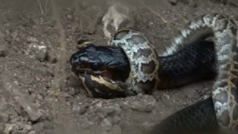 İndigo yılanı yavru pitonu mideye indirdi