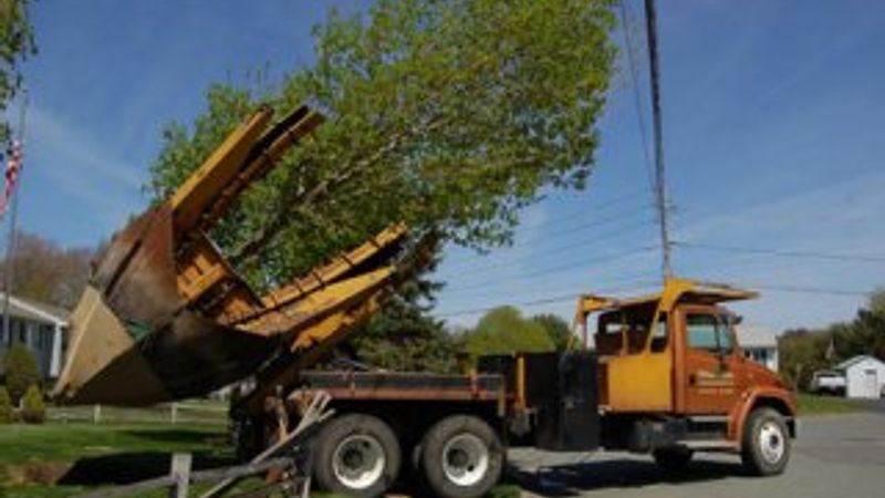 Yalova'da kesilen ağaçlar sökülüp taşınabilirdi