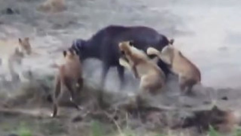 Aslanlara karşı manda dayanışması İZLE