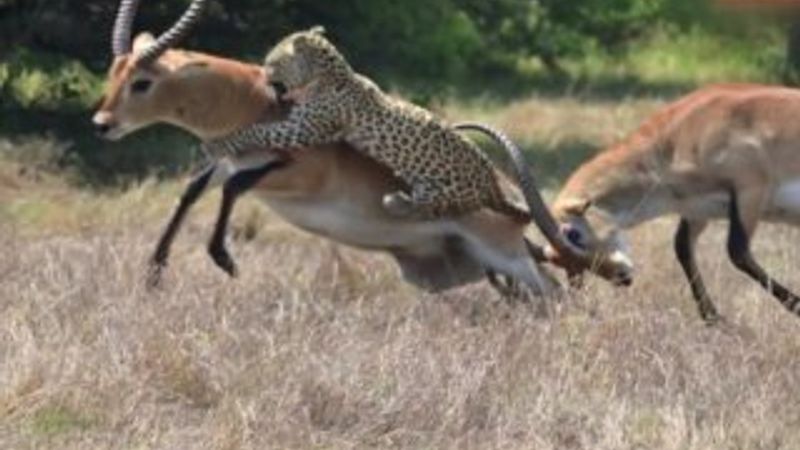 Leopar bu kez impalayı avlayamadı İZLE