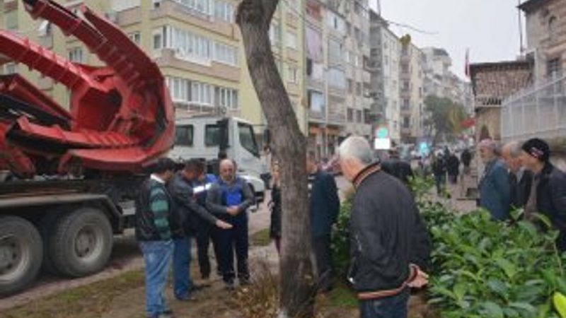 Manisa'da ağacı kesmek yerine başka bir yere taşıdılar İZLE
