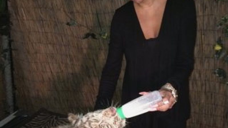 Süreyya Yalçın kaplanı biberonla besledi