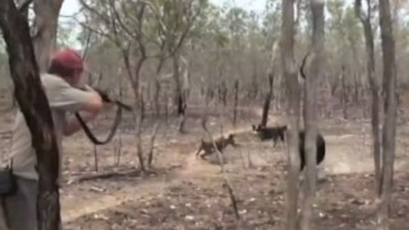 Domuz avcılarının zor anları