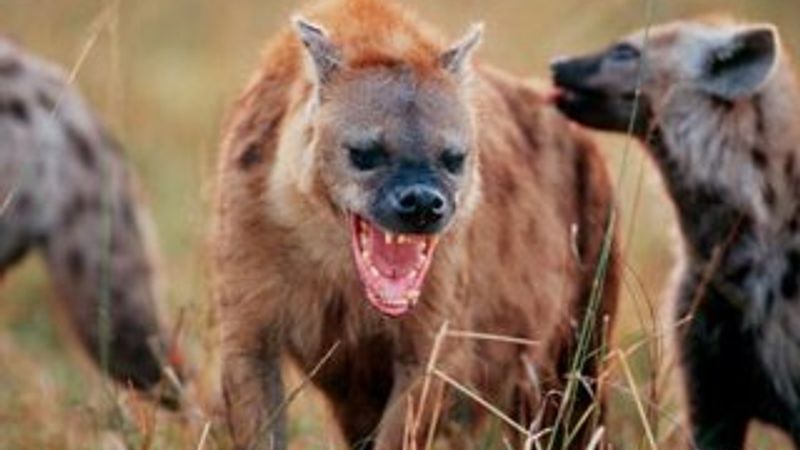 Doğanın acımasız katilleri sırtlanlar İZLE