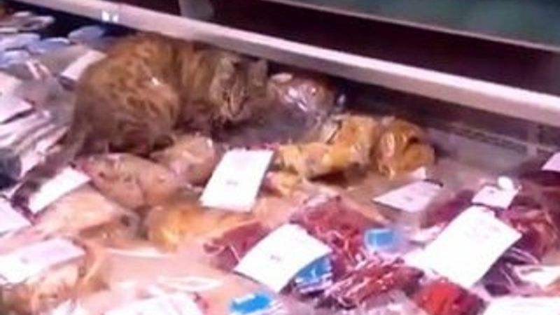 Rusya'da bin dolarlık balık yiyen kedi ün kazandı