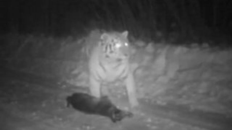 Rusya Devlet Başkanı Putin'in kaplanı köpek yedi İZLE