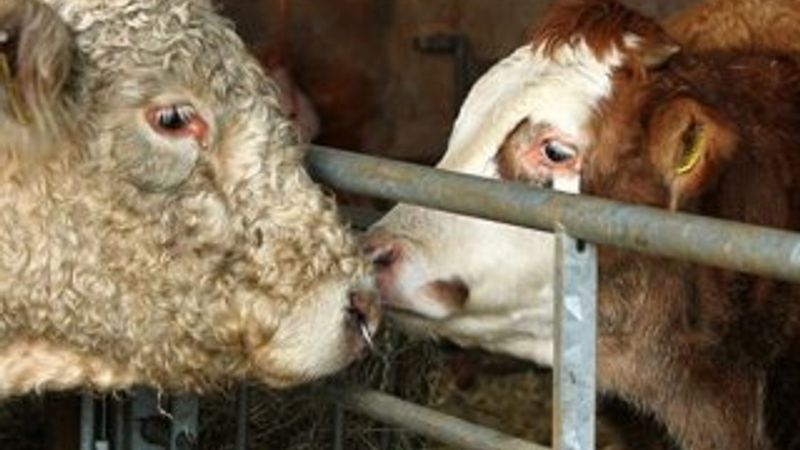 İrlandalı eşcinsel boğa mezbahadan kurtarıldı