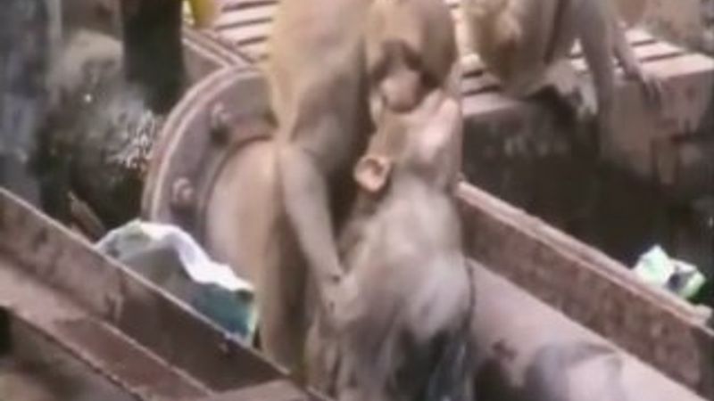 Hindistan'da maymundan ilk yardım müdahalesi İZLE