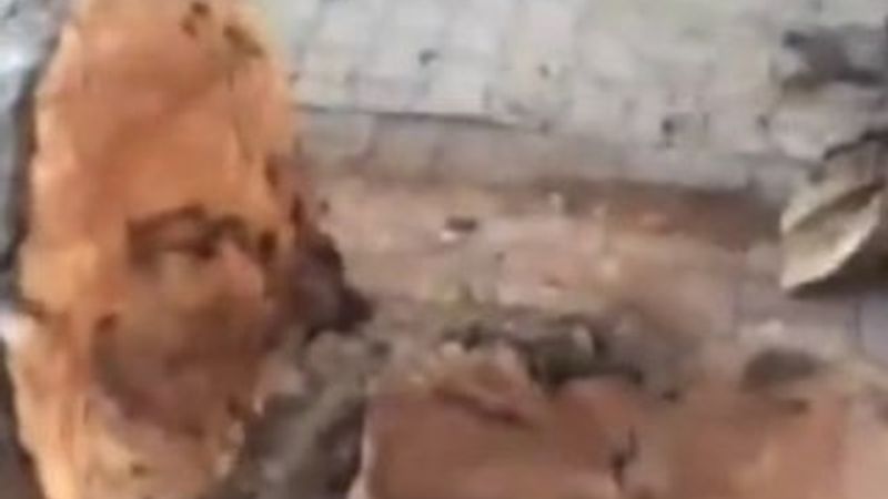 CHP Eskişehir ve Tekirdağ'da ağaç katliamı yaptı İZLE