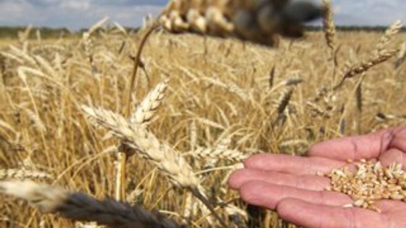 Rusya'da tahıl ihracatı tamamen durdu