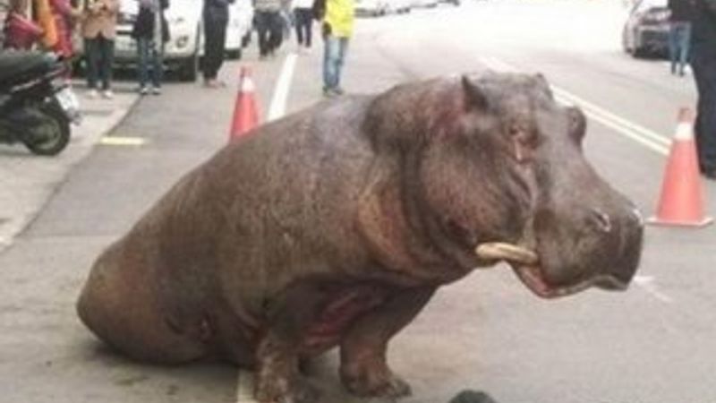 Kamyondan atlayan hipopotam yaralandı