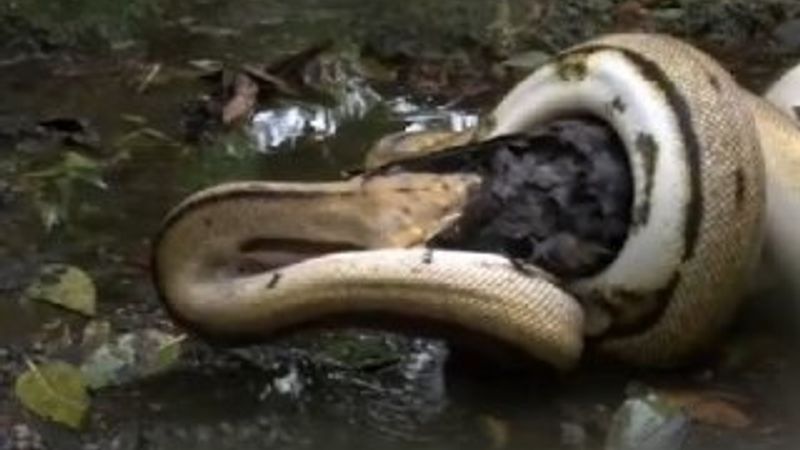 Ördek piton yılanına yem oldu