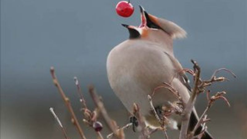 Mükemmel bir zamanlamayla çekilmiş 50 fotoğraf