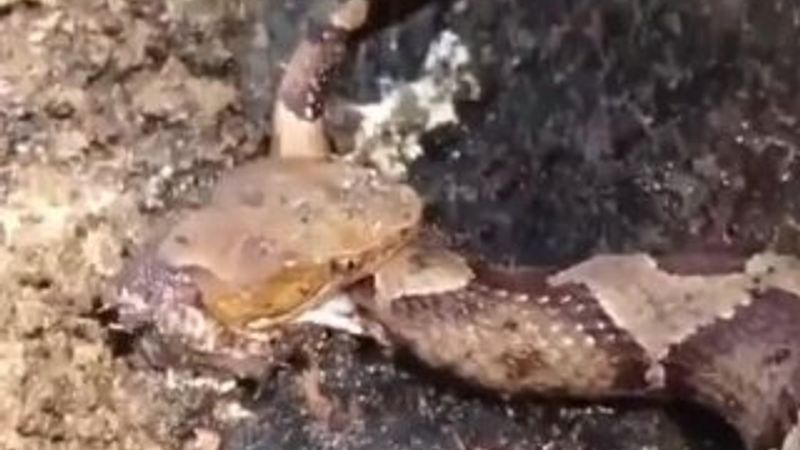 Kafası kesilen yılan kendini ısırdı İZLE