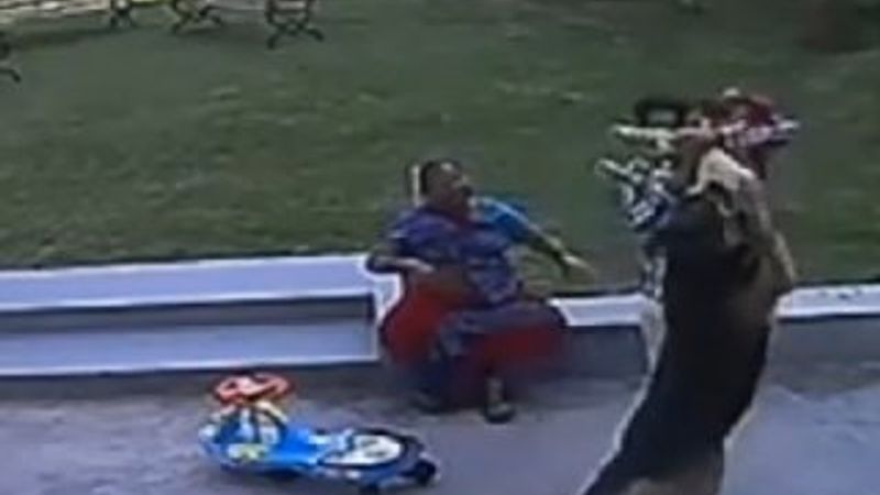 Hindistan'da 10 yaşındaki çocuk kardeşini köpekten kurtardı