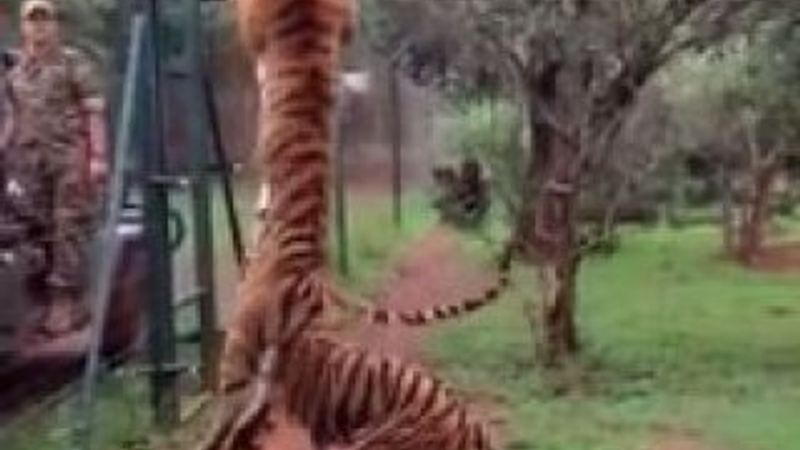 Kaplan yemi kapmak için uçtu