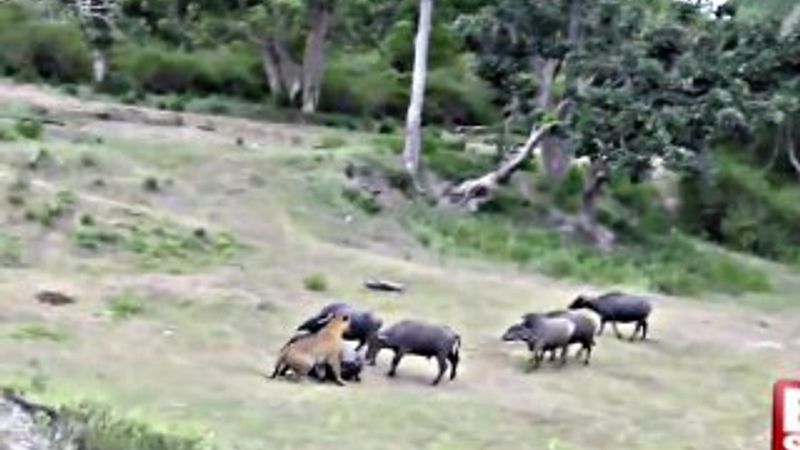 Manda sürüsü arkadaşlarına saldıran kaplanı kovaladı