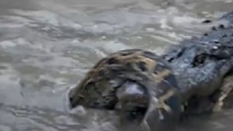 Vahşi doğanın acımasız katili timsahlar