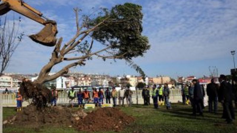 Antalya'da ağaçlar kesilmek yerine söküldü