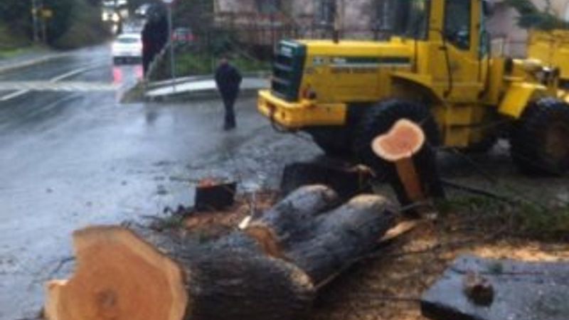 Sarıyer Belediyesi 50 yıllık ağaçları kesti