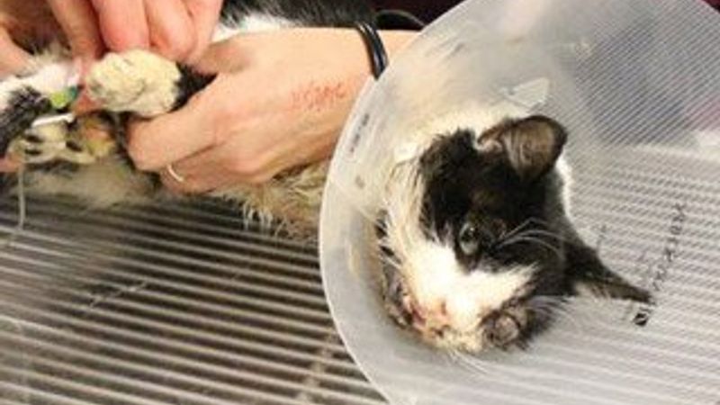 Öldüğü sanılan kedi 5 gün sonra gömüldüğü yerden çıktı