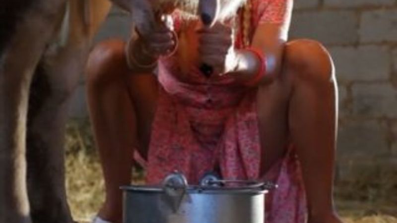 İvana Sert süt sağdı