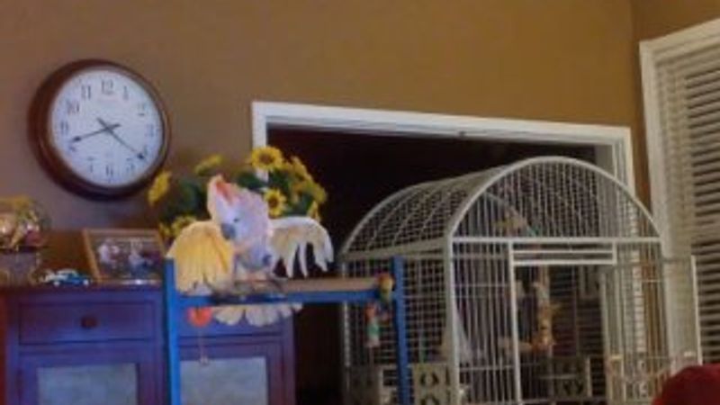 Sinirli papağanın hareketleri güldürdü İZLE