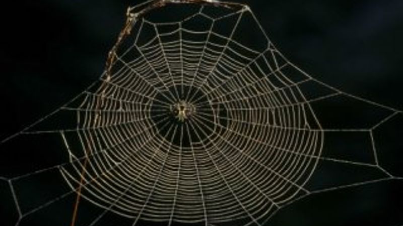 Dünyanın en sağlam doğal maddesi belirlendi