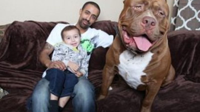 Amerika'da bir aile dünyanın en büyük pitbulluna sahip