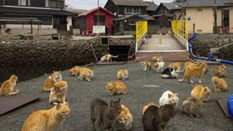 Bu ada tam bir kedi cenneti