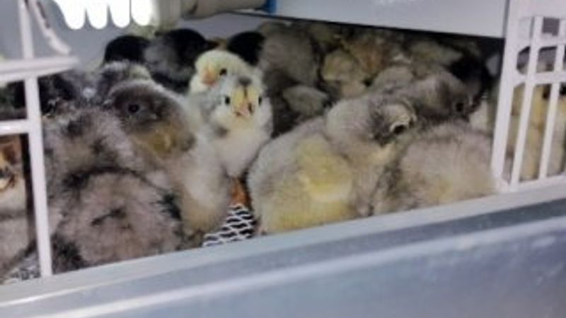 Bursa'da süs tavukları 10 bin liraya kadar alıcı buluyor