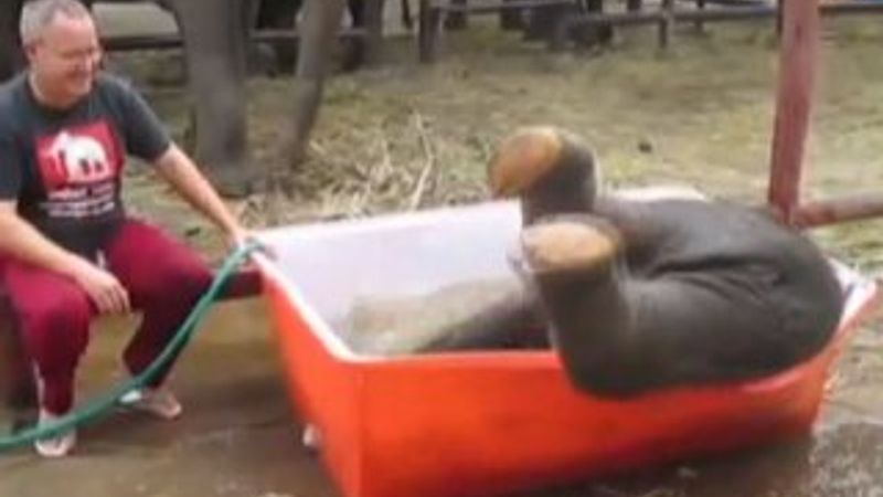 Yavru filin ilk banyo macerası