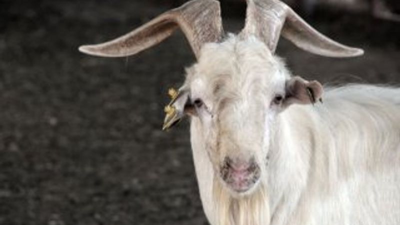 Sensörlü keçiler depremi haber verecek
